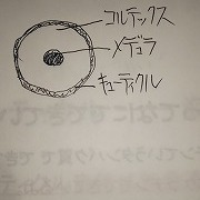 髪の太さ、硬さって決まる基準があるの？