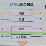 お肌（顔）と頭皮の構造