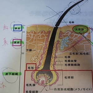 頭皮と毛根の構造